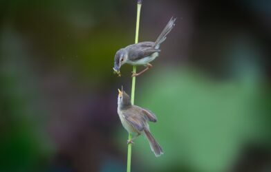 Journée d’offrande JVVC